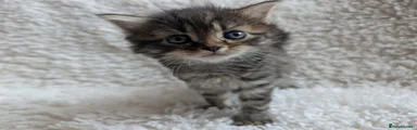 Tabby Male