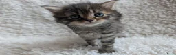 Mixed Breed cats for sale: 5 Male and 2 Female Tabbys - Advert 6