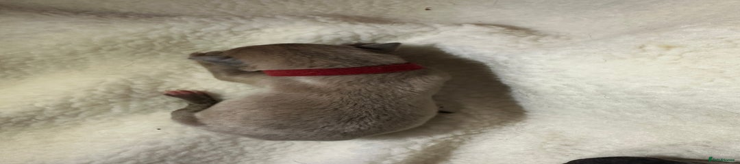 Whippet Puppy 6