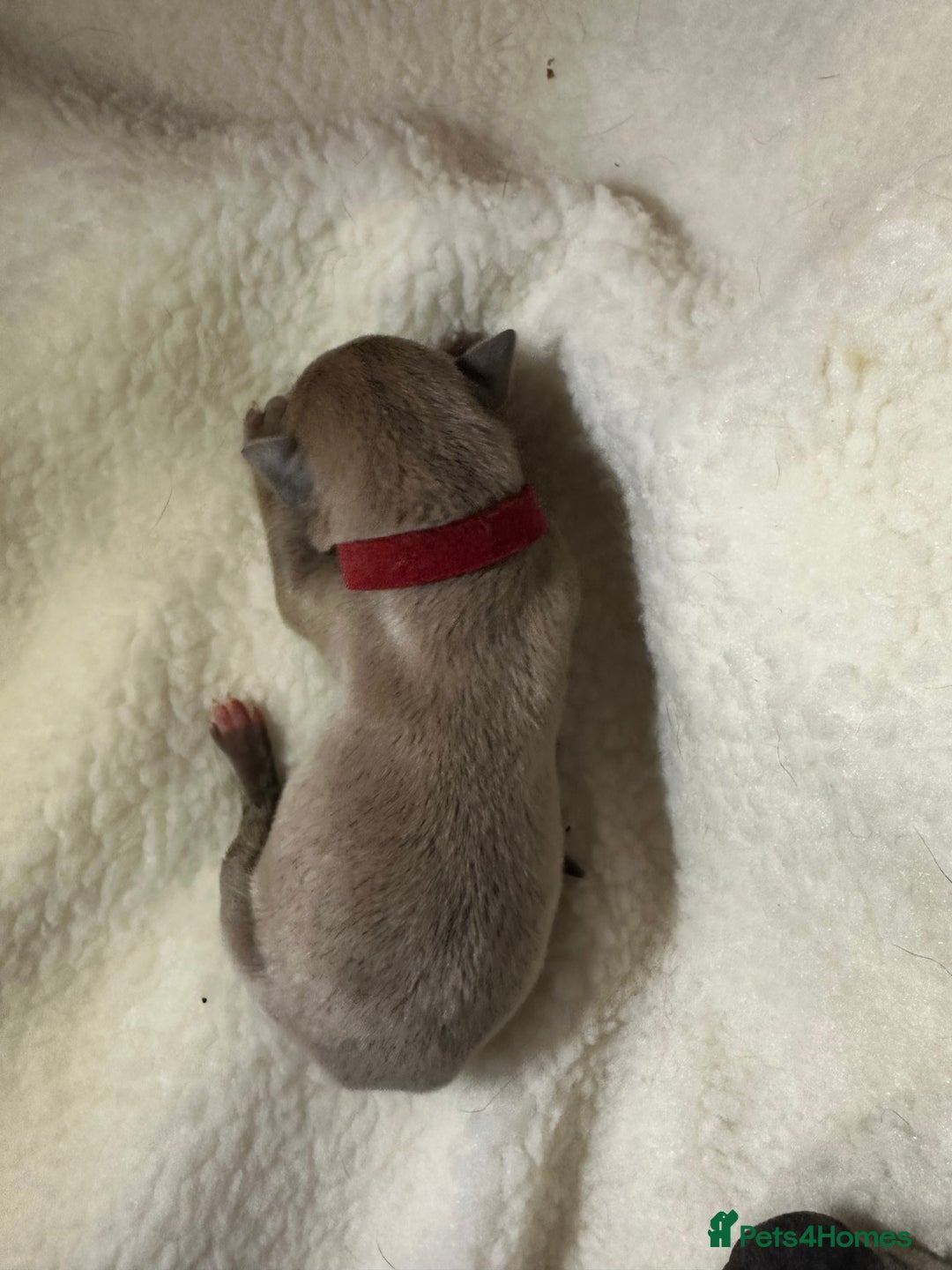 Whippet dogs for sale: Pedigree Purebred Blue and Two Toned Whippets - Image 14