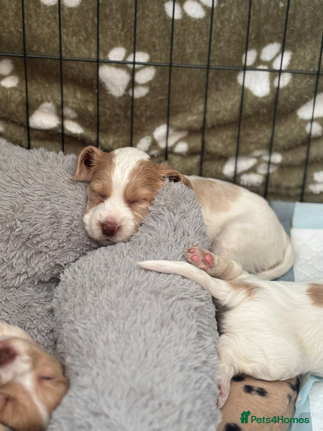 Cocker Spaniel dogs for sale: 5 beautiful working cocker spaniels 3 boys 2 girls - Image 11