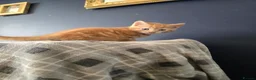 Mixed Breed cats for sale: Ready 5kittens raised with dogs and children - Advert 37