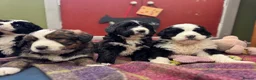 Bernedoodle dogs for sale: F1 Bernedoodle Puppies  - Advert 21