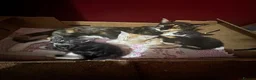 Mixed Breed cats for sale: Gorgeous kittens  - Advert 1