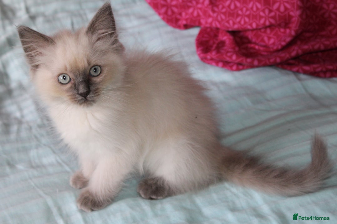 Ragdoll cats for sale: Ragdoll  - Image 7