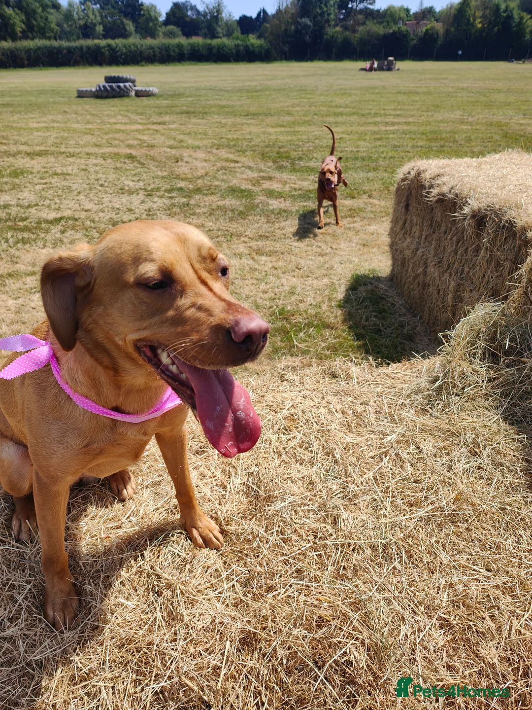 Labrador Retriever dogs for sale: Female fox red labrador for sale - Advert 2