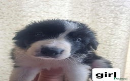Border Collie dogs for sale: Border collie puppies  - Image 1