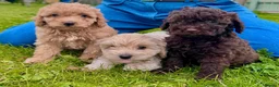 Cavapoo dogs for sale: F2 cavapoo boys  - Advert 6