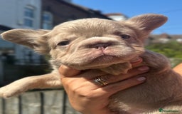 French Bulldog dogs for sale: Fluffy Frenchies - Image 3