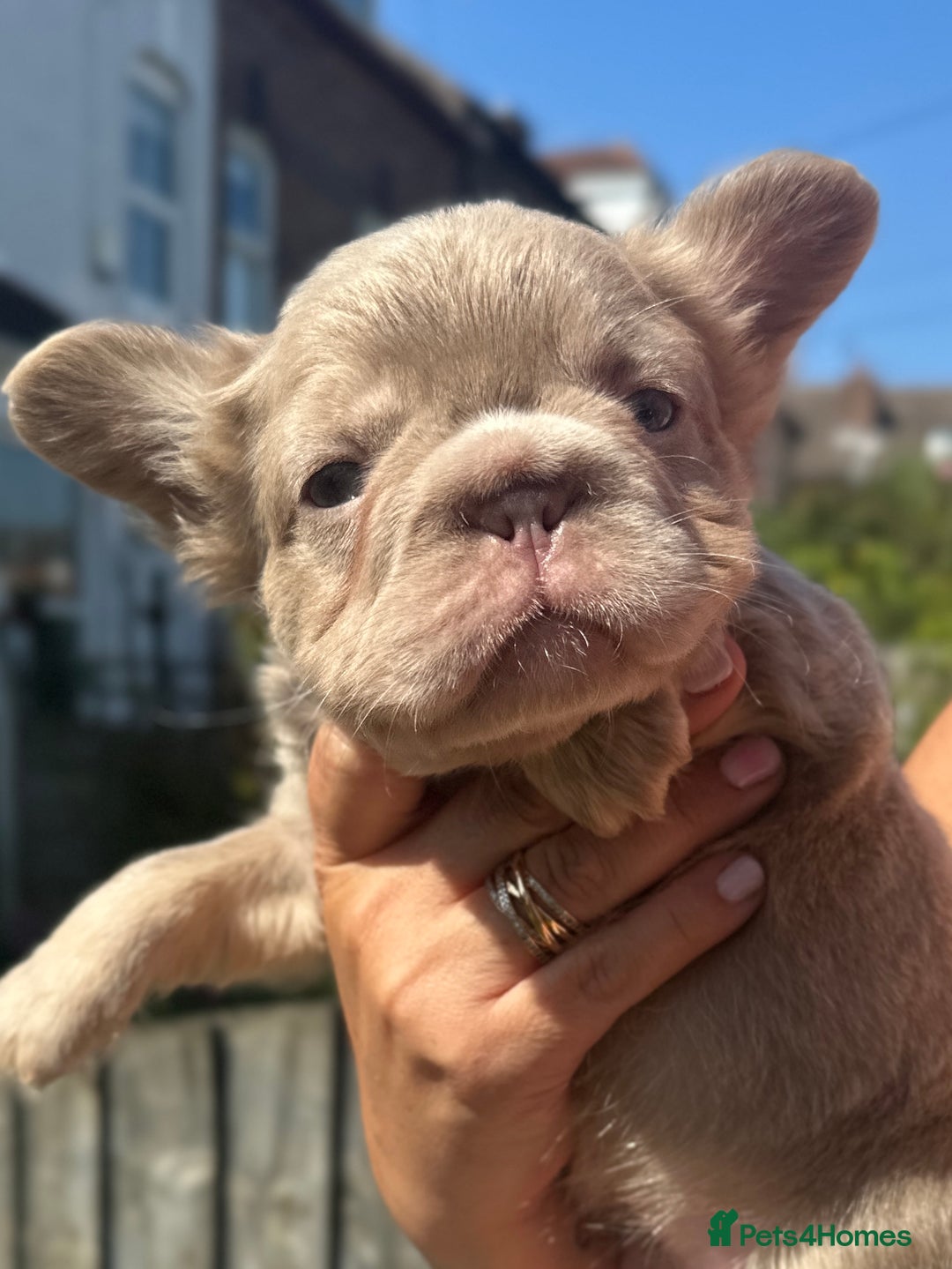 French Bulldog dogs for sale: Fluffy Frenchies - Image 3