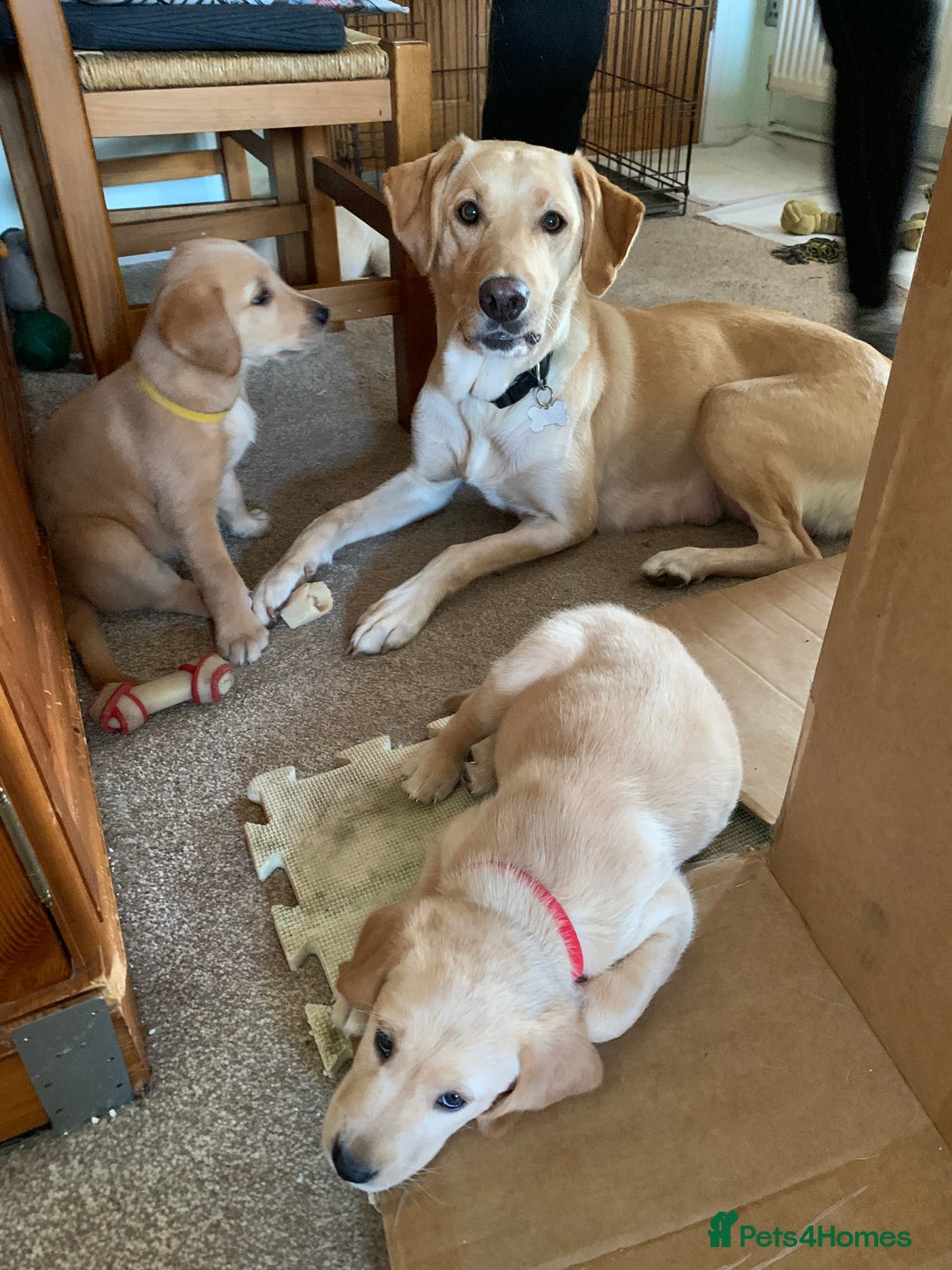 Goldador dogs for sale:  3 Very cute goldador female puppies  - Advert 10