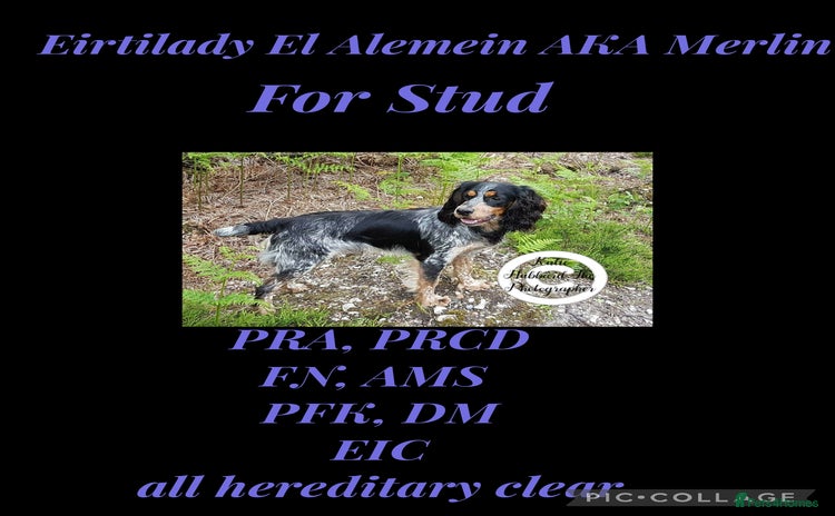 Cocker Spaniel dogs in Reading - Advert 2
