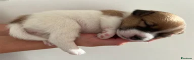 Jack Russell - Female 