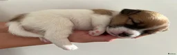 Jack Russell dogs for sale: Jack Russell Puppies - Advert 3