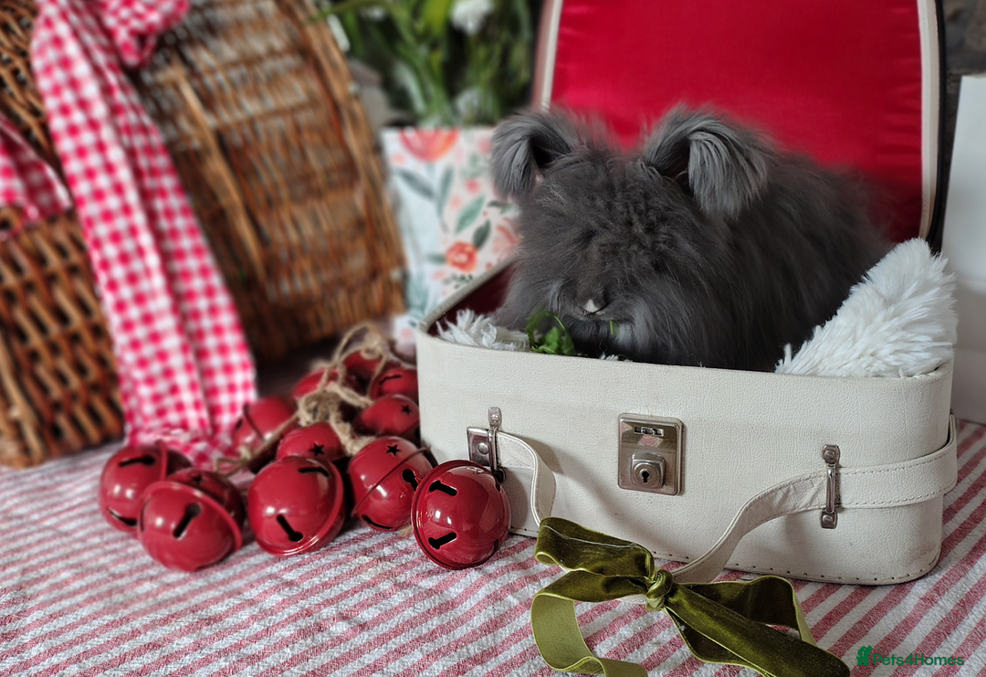 Angora rabbits for sale: Adorable Purebred Angora Rabbits💙 - Advert 3