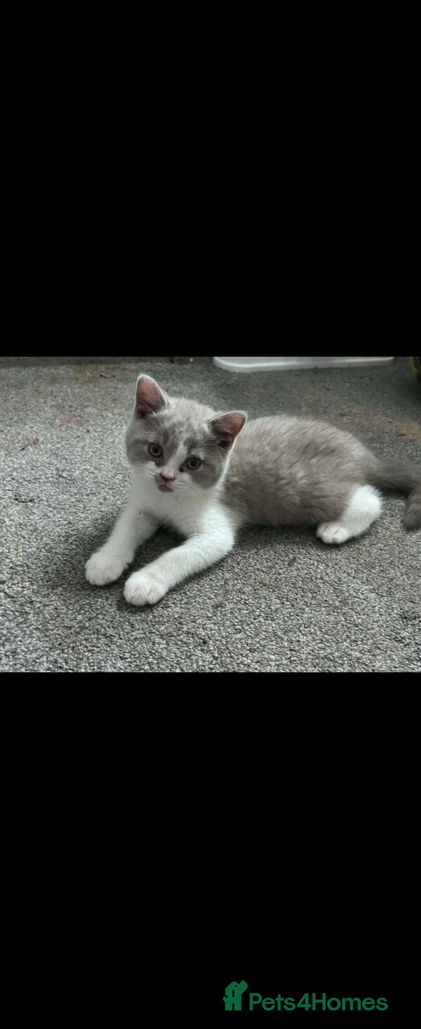 British Shorthair cats Olny  1 boy left Britishorthairs kitten ready  now - Advert 15