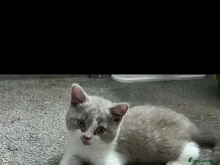 British Shorthair cats Olny 1 boy left Britishorthairs kitten ready now - Advert 15