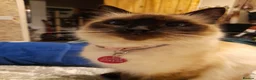 Ragdoll cats for sale: Rag doll - Advert 2