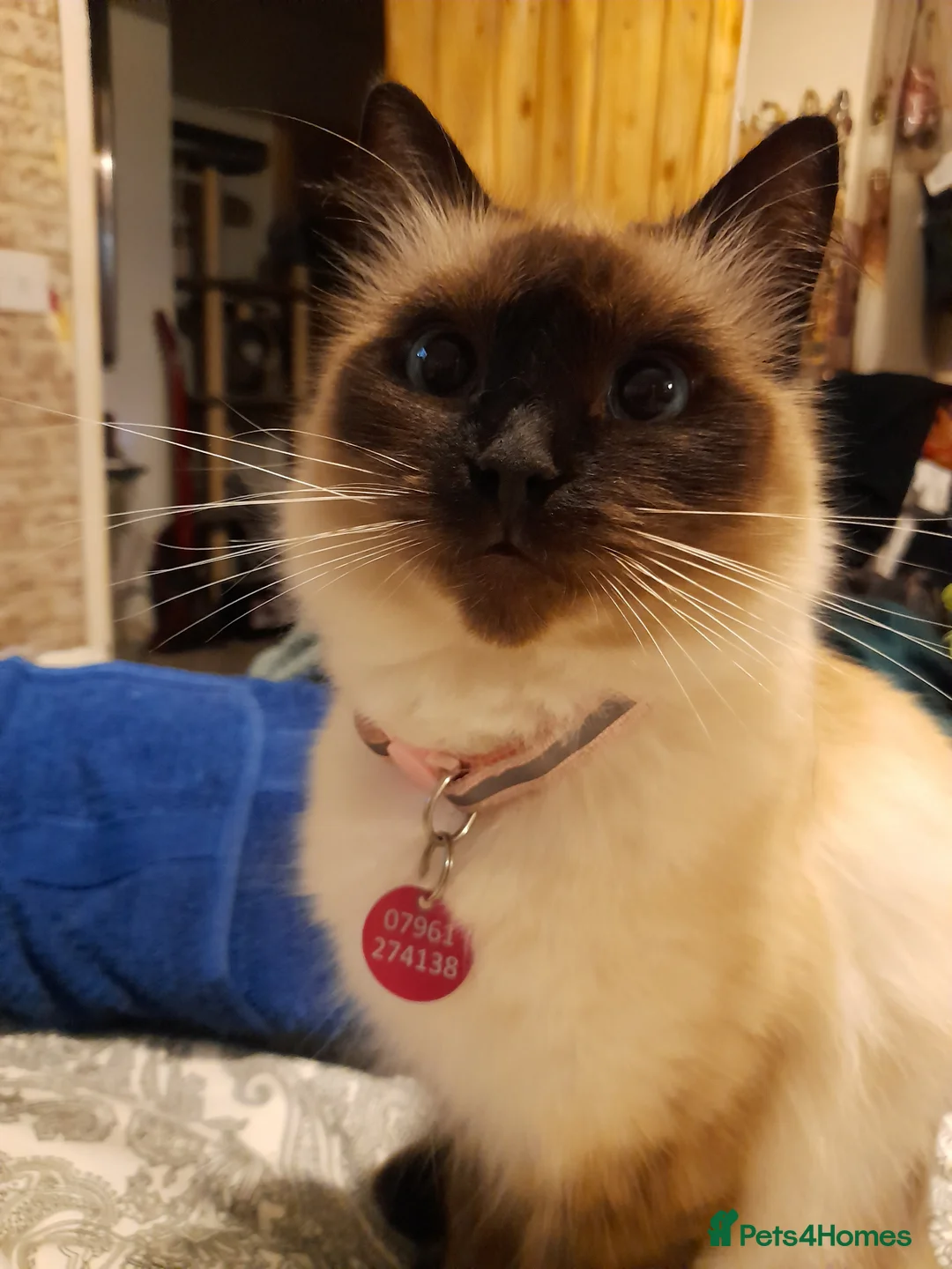Ragdoll cats for sale: Rag doll - Advert 2
