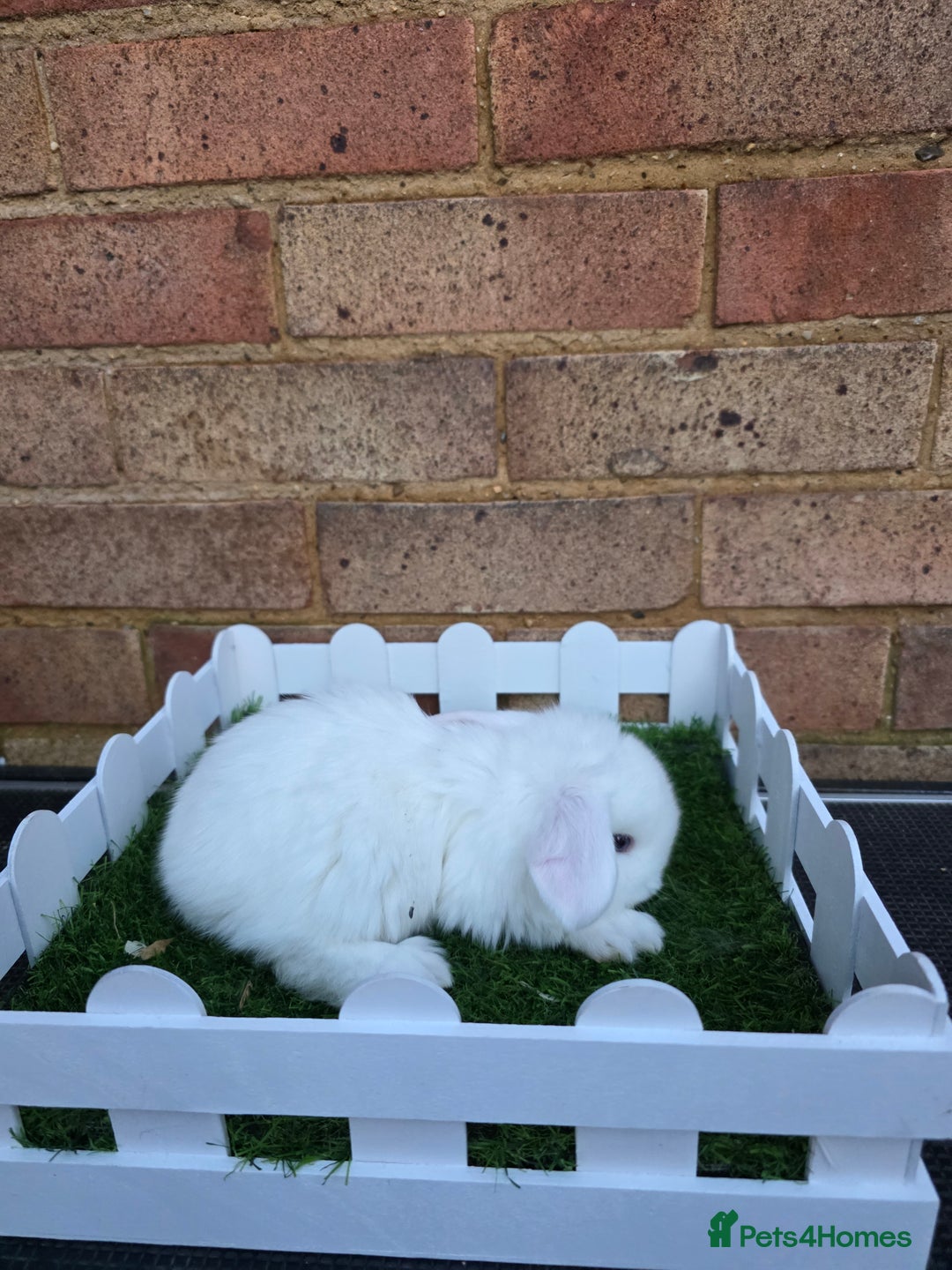 French Lop rabbits for sale: Pure bred French lops - Advert 6
