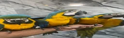 Macaws birds for sale: Baby HandReared Friendly Super Tame Cuddly Macaw in Nottingham - Advert 9