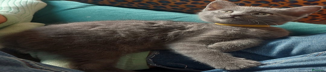 British Shorthair Kitten 4