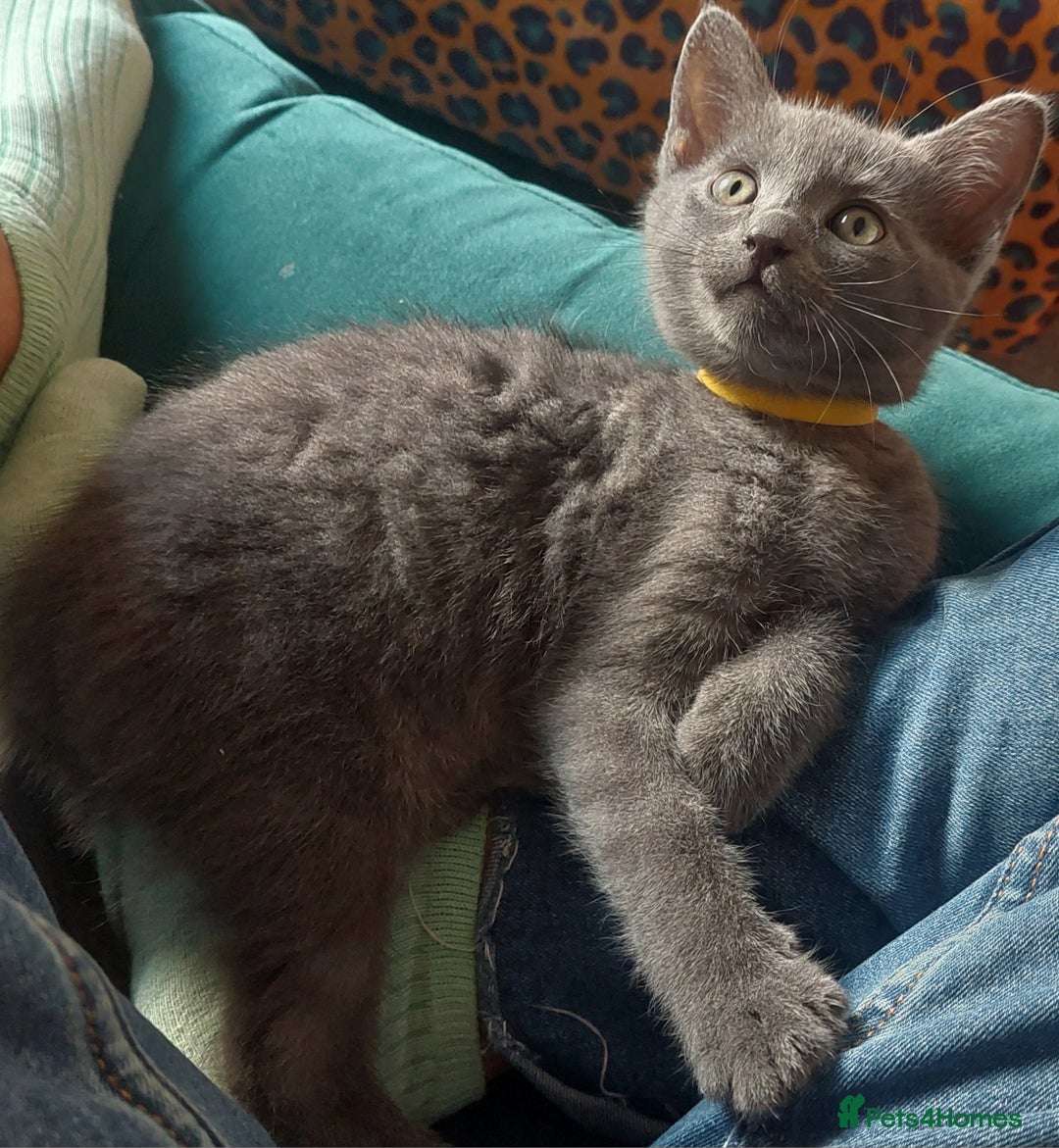 British Shorthair cats for sale: Beautiful grey kittens - ready from 14/9/25 - Image 3