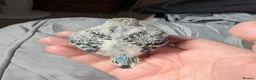 Budgerigars birds for sale: Baby budgies  - Advert 7