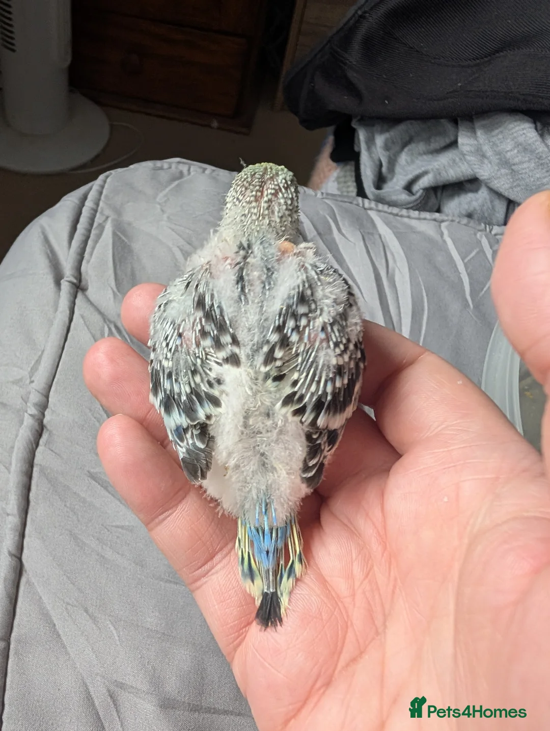 Budgerigars birds for sale: Baby budgies  - Advert 7