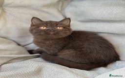 British Shorthair cats for sale: Ready British Shorthair Chunky Kittens - Image 16