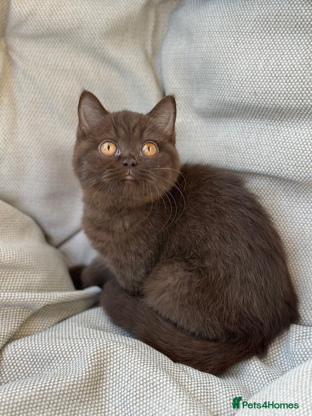 British Shorthair cats for sale: Ready British Shorthair Chunky Kittens - Image 16