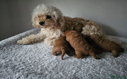 Cavapoochon dogs for sale: Toy cavapoochon F1b - Image 8