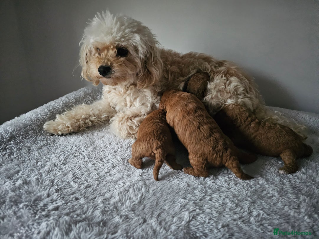 Cavapoochon dogs for sale: Toy cavapoochon F1b - Image 8