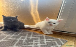 Maine Coon cats for sale: Maine Coon Kittens for sale - Image 11