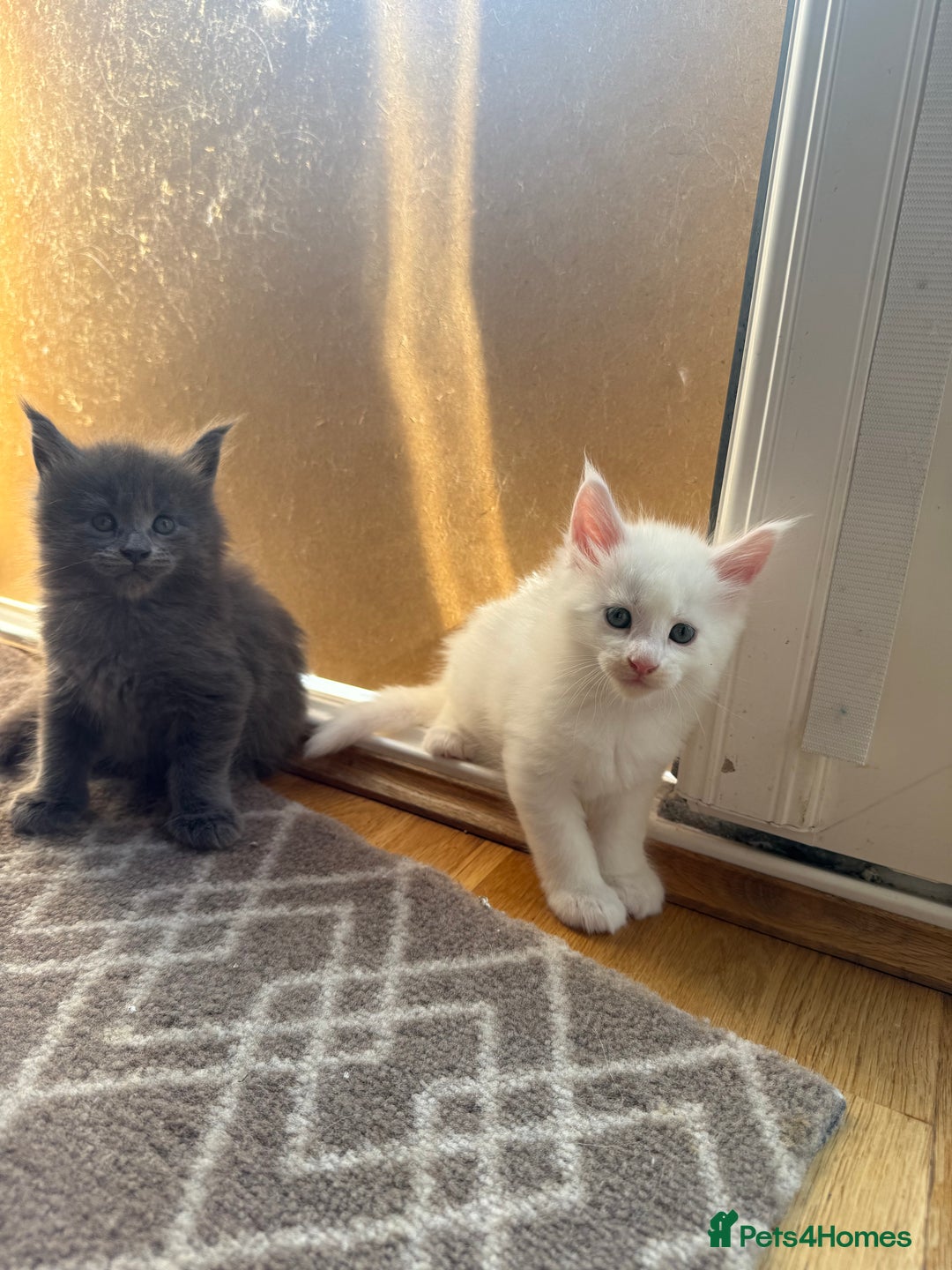 Maine Coon cats for sale: Maine Coon Kittens for sale - Image 11