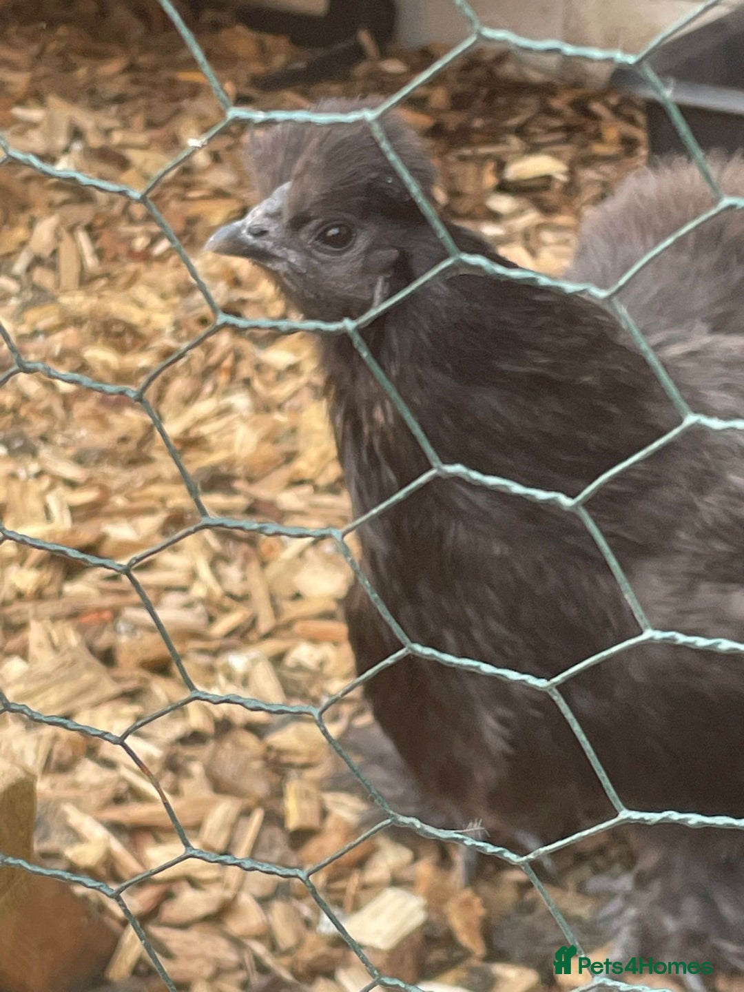 Chickens poultry for sale: 🐔 Loving Home Wanted for 4 Beautiful Hens  - Image 5