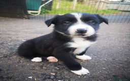 Border Collie dogs for sale: Beautiful Fluffy Collie Puppies  - Image 37