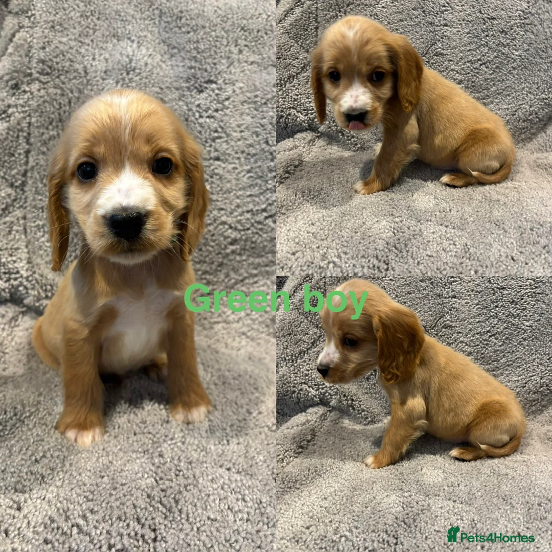 Cocker Spaniel dogs for sale: Beautiful show type cocker spaniel puppys - Advert 8