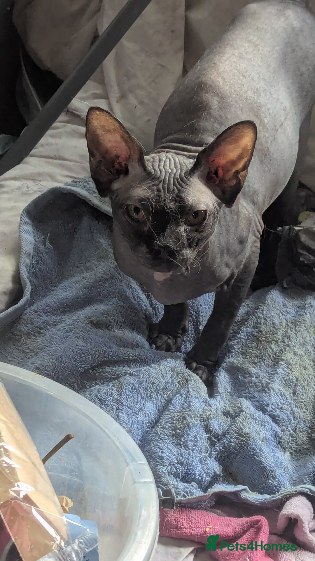 Sphynx cats for sale: Egypt is a elf sphynx  - Image 2
