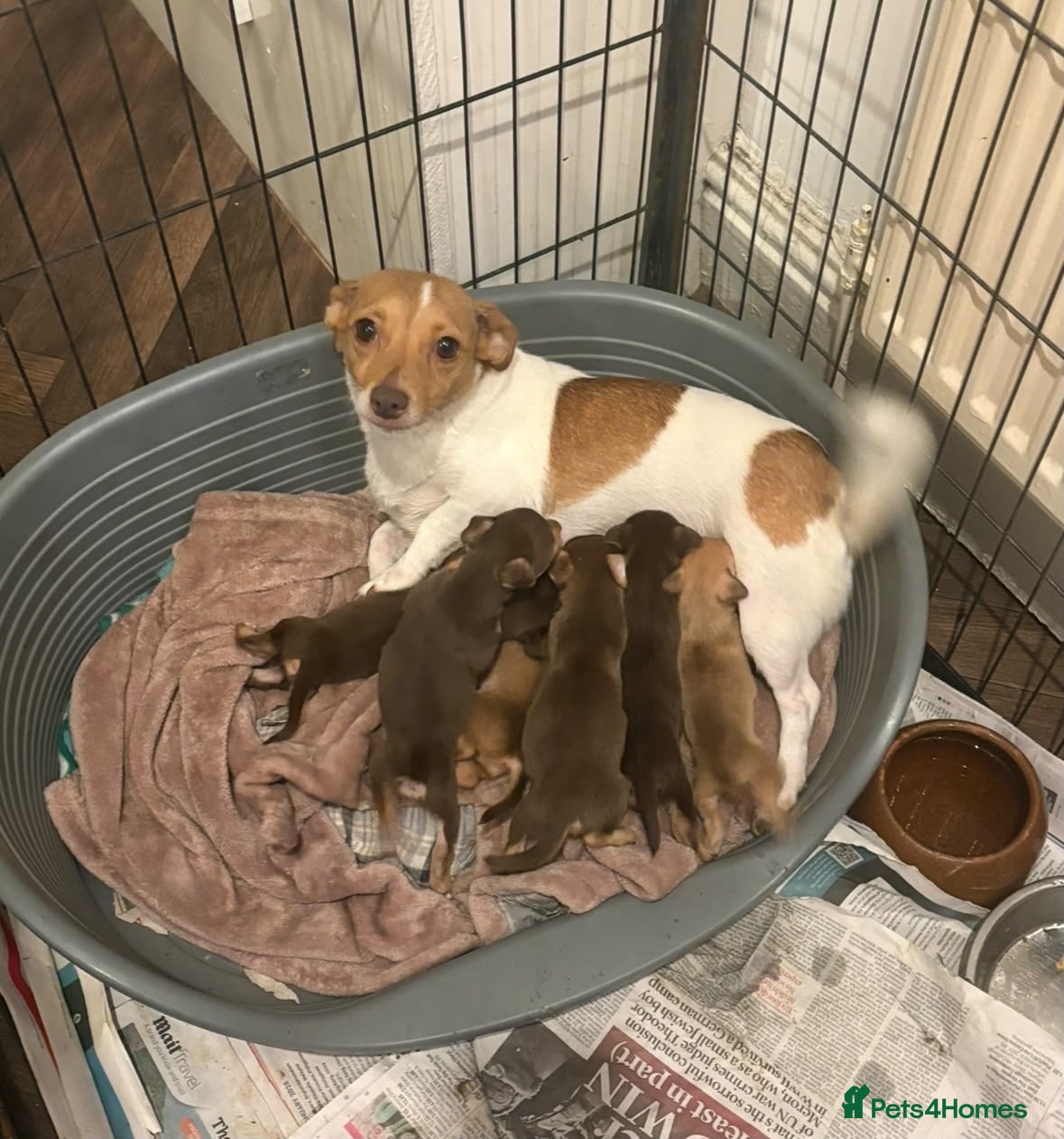 Jack Russell dogs for sale: New colour miniature jack Russel puppies  - Advert 5
