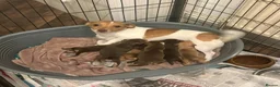 Jack Russell dogs for sale: New colour miniature jack Russel puppies  - Advert 1