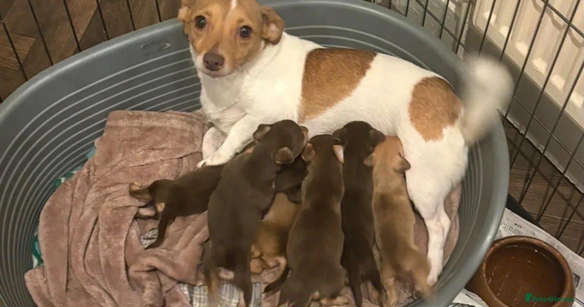 Asset Color Id New colour miniature jack Russel puppies for sale in Manchester ...