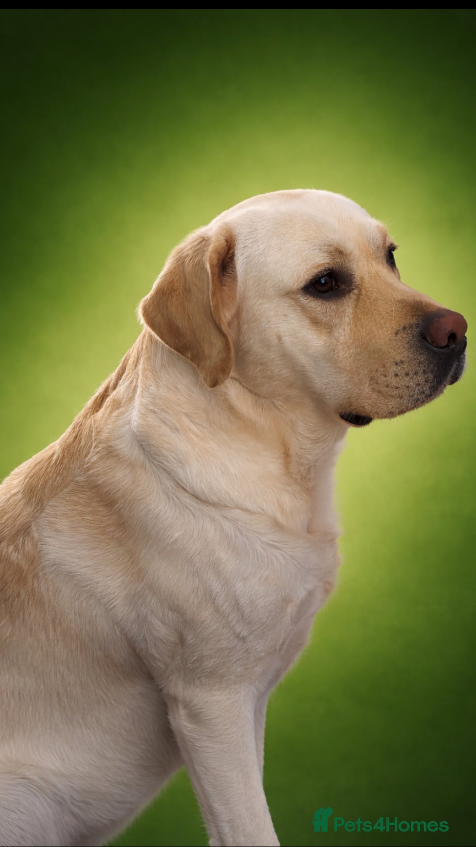 Labrador Retriever dogs Show labrador available for stud - Advert 1