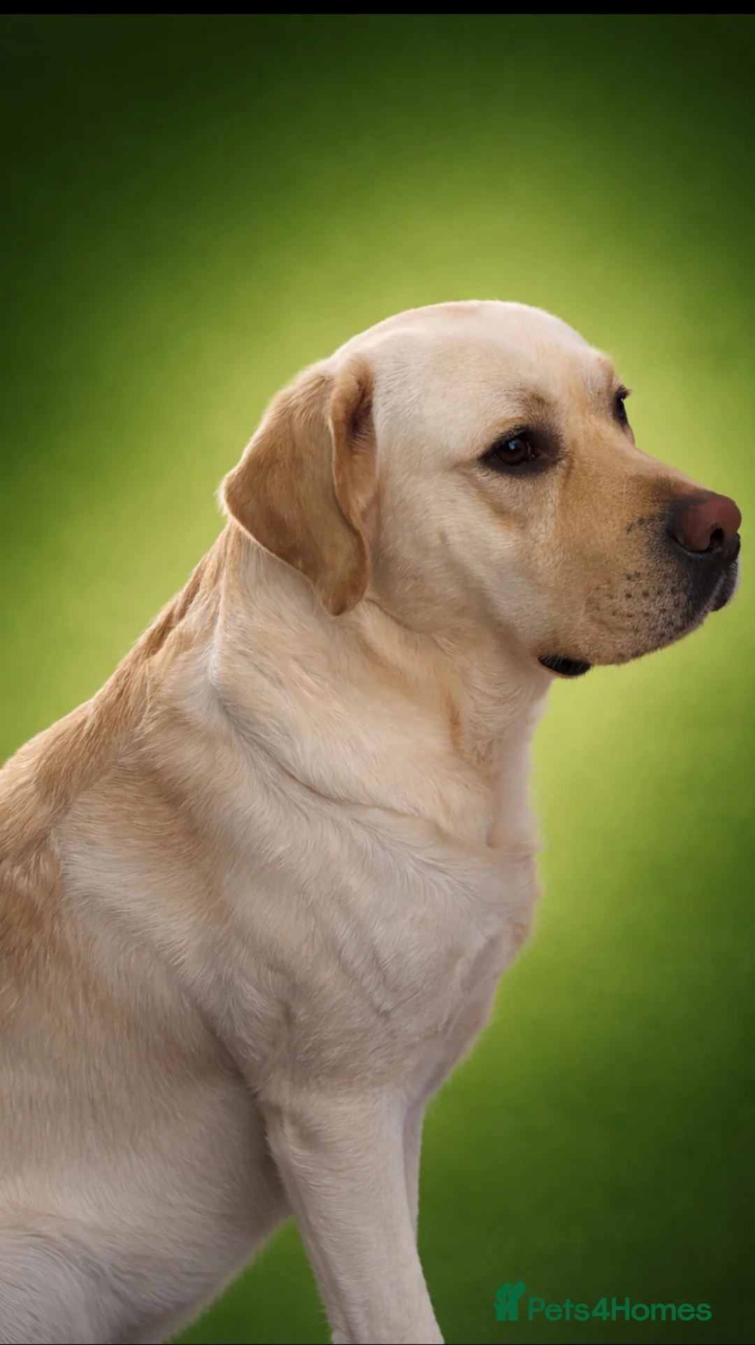 Labrador Retriever dogs for stud: Show labrador available for stud in Macclesfield - Advert 1