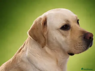 Labrador Retriever dogs Show labrador available for stud - Advert 1