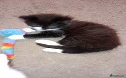Mixed Breed cats for sale: Fluffy lovely kitten looking for home - Image 7