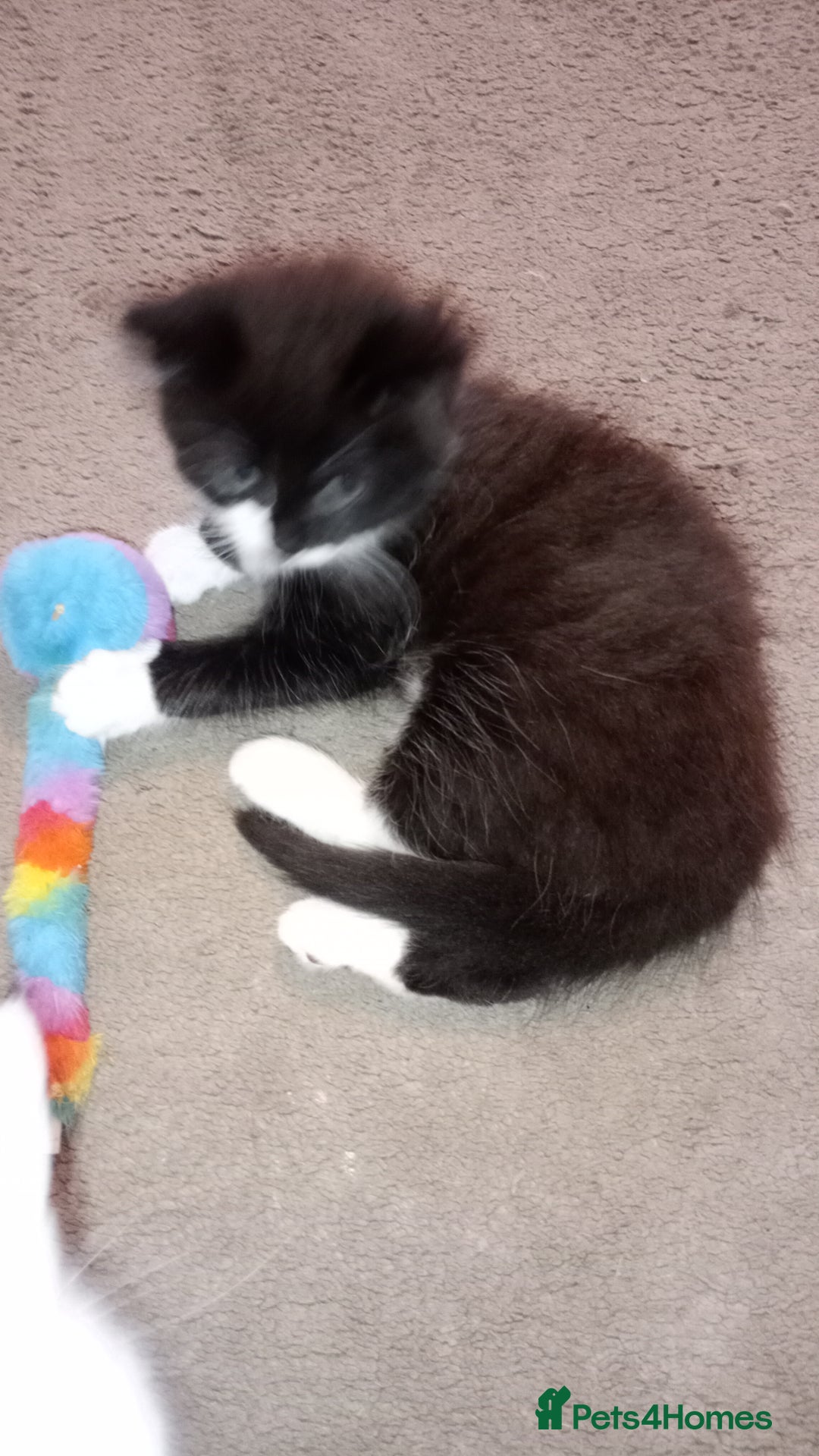 Mixed Breed cats for sale: Fluffy lovely kitten looking for home - Image 7