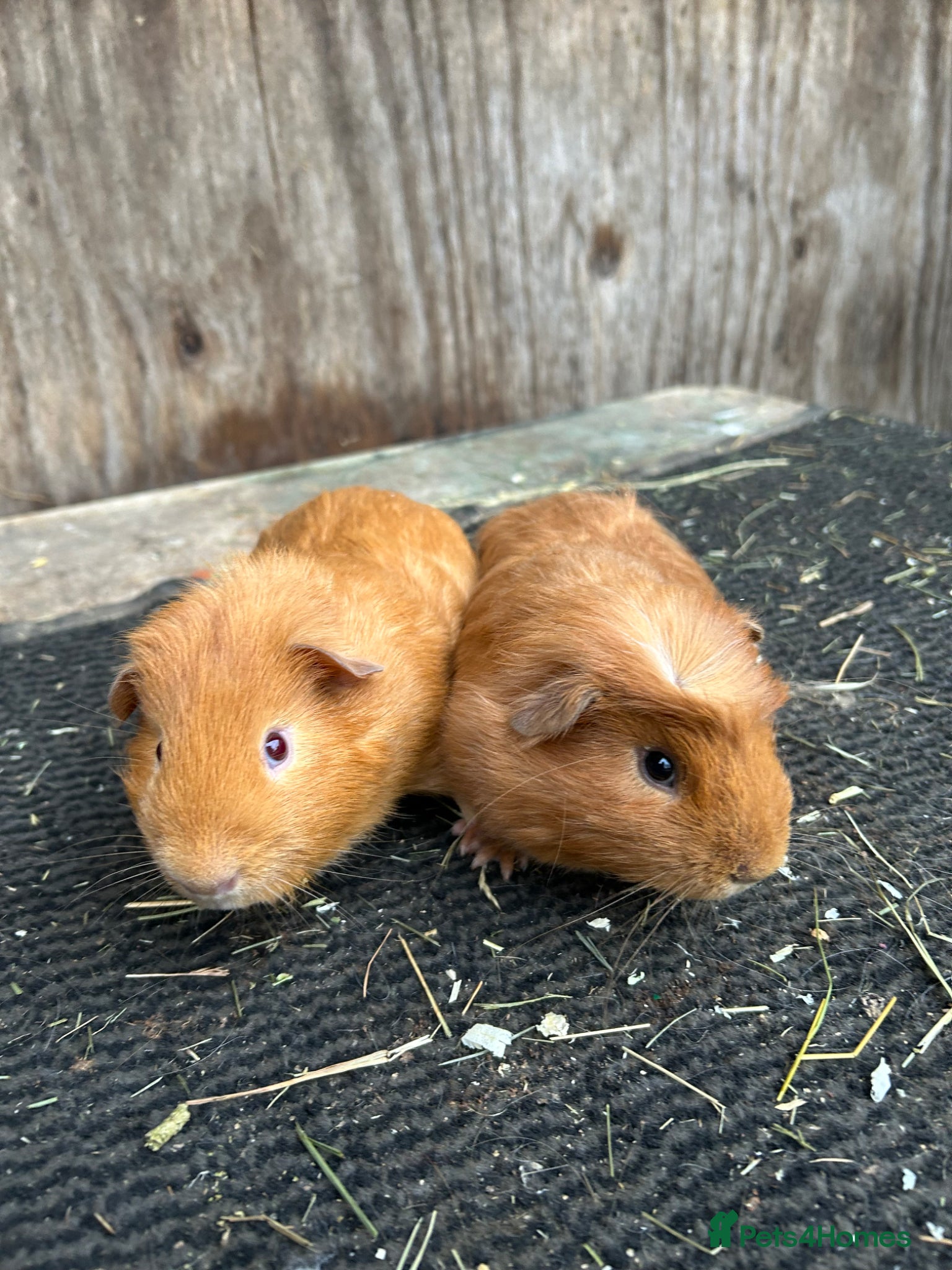 Guinea Pig rodents Guinea pigs - Advert 18