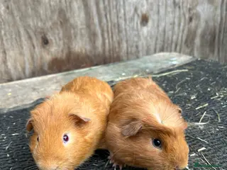 Guinea Pig rodents Guinea pigs - Advert 18