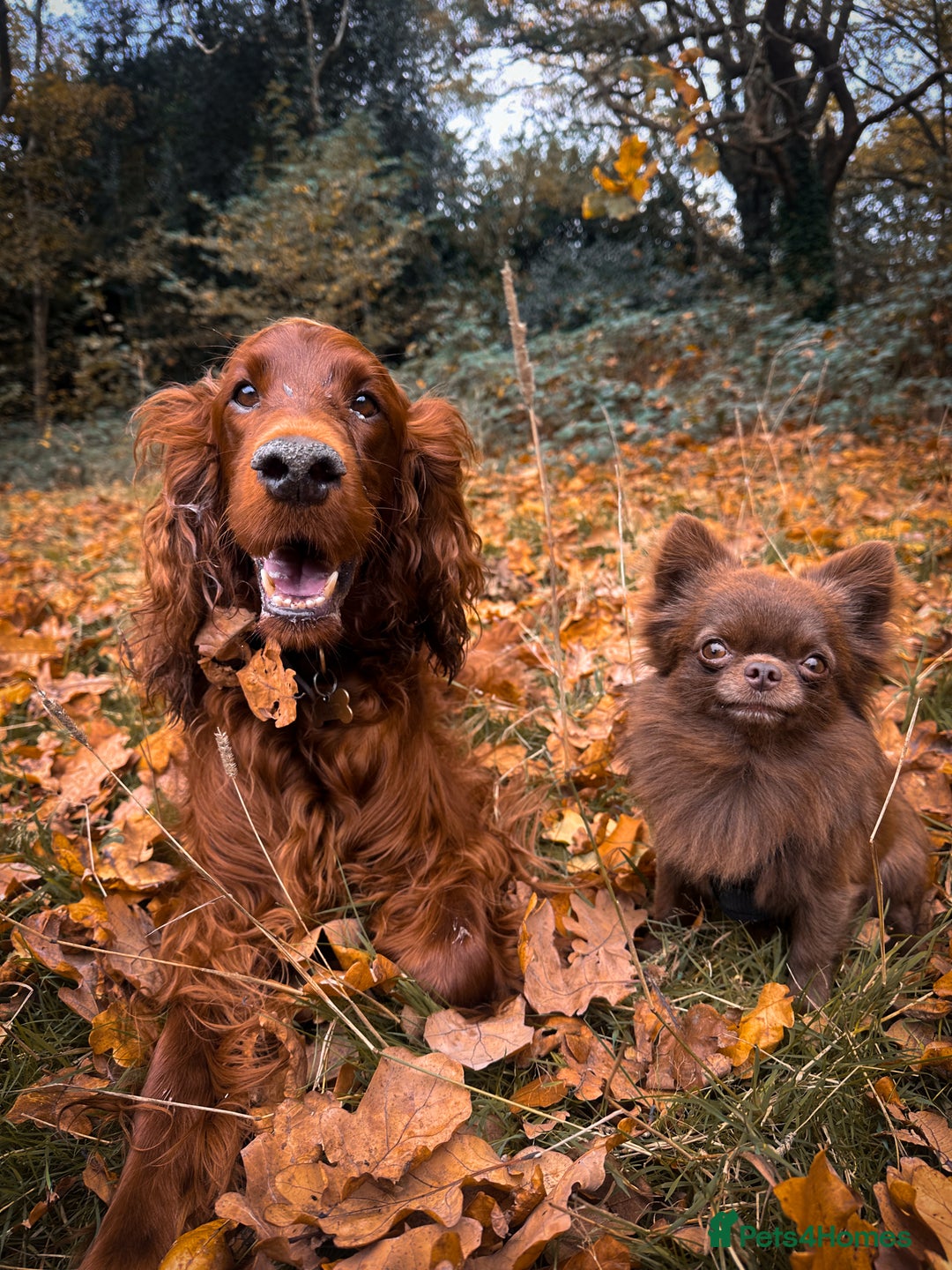 Chihuahua dogs for stud: ❤️ KC REG EXTENSIVELY HEALTH TESTED STUD ❤️ in London - Advert 18